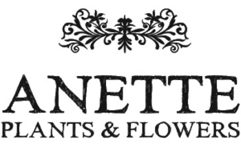 Anette Gift Card