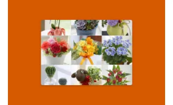 Choice of Flowers Geschenkkarte